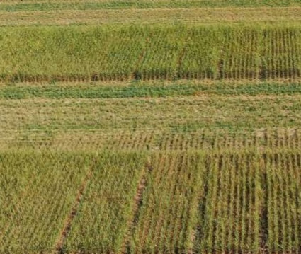 Aerial photo of Wheatland Conservation Area field trials
