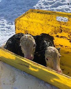 two new born calves in a sled to transport