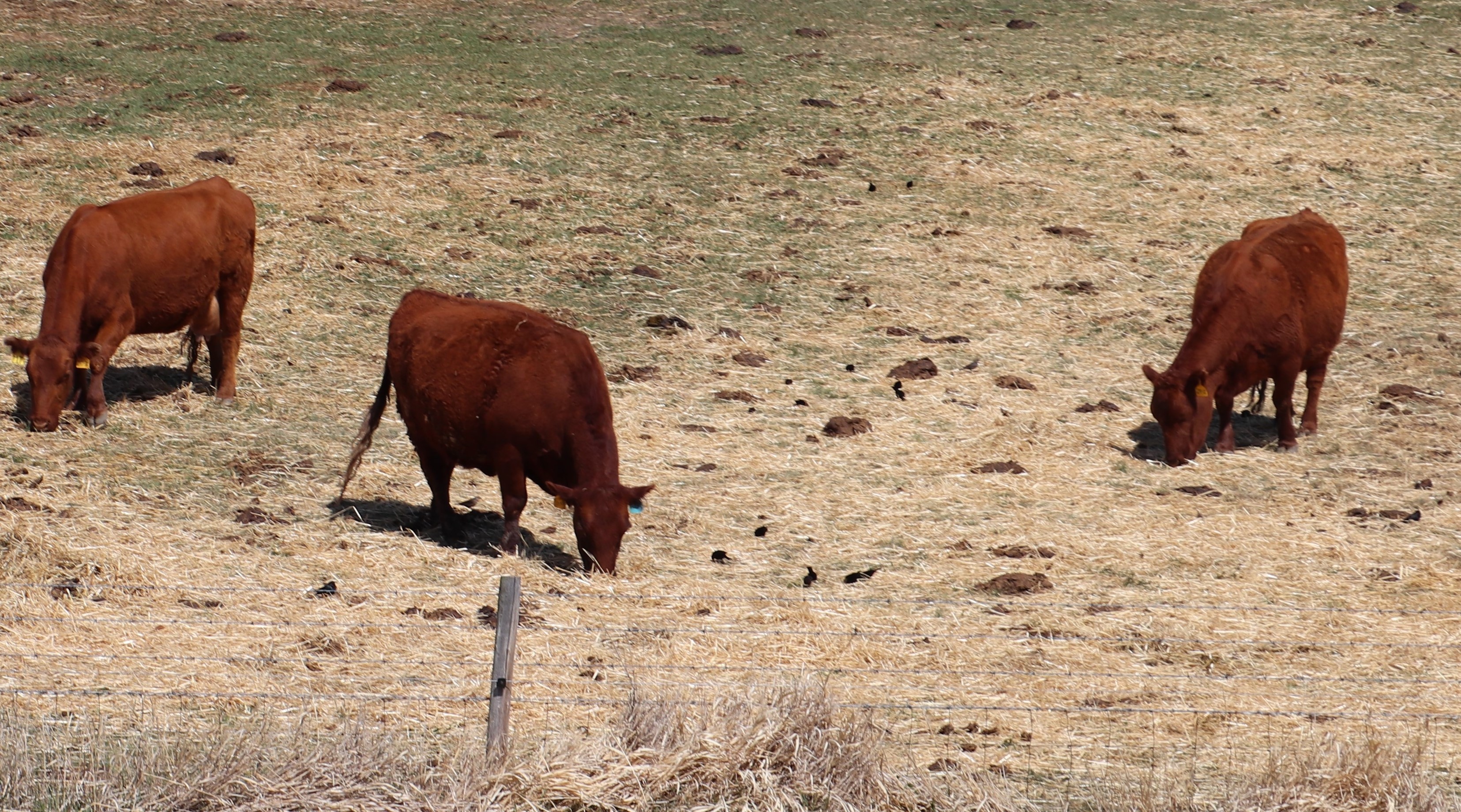 cattle in pasture with dry patches