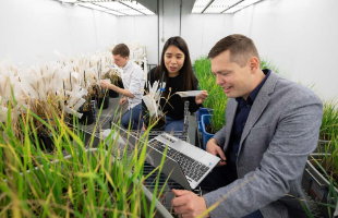Research students looking at crops samples