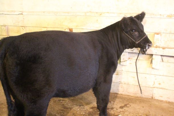 black angus in stall at fair