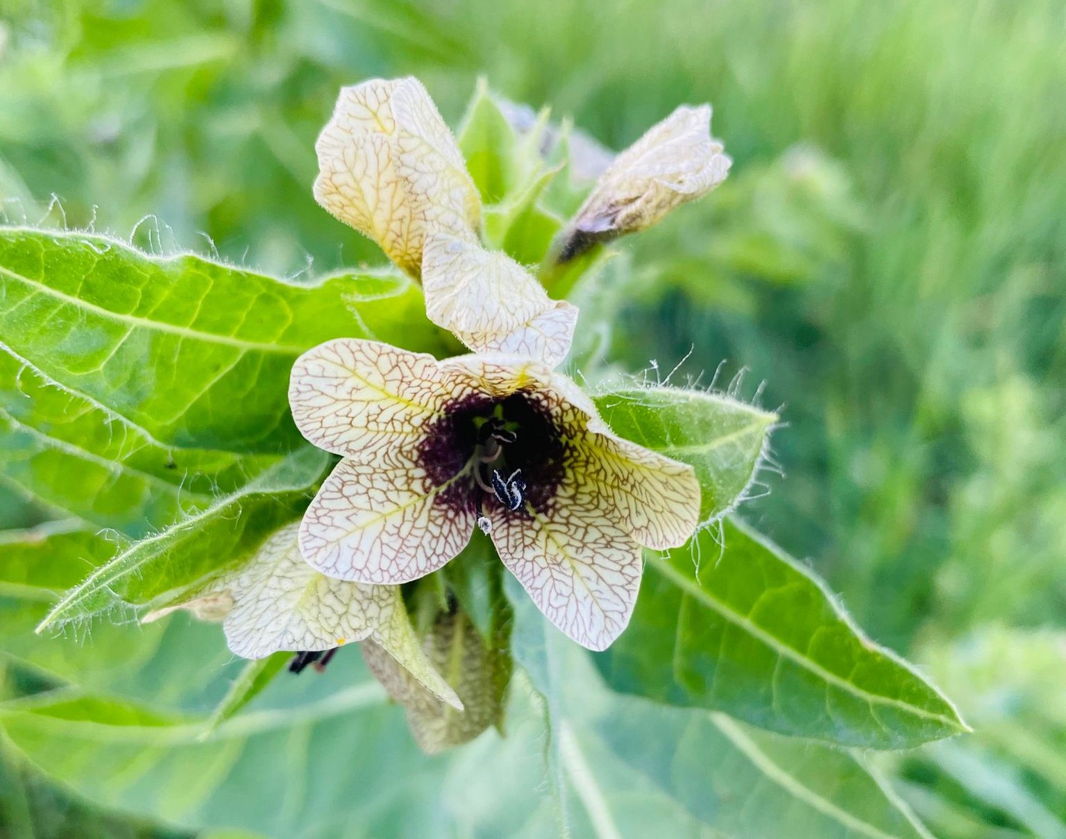 Black Henbane (Photos provided by Ferensowicz Photography.)