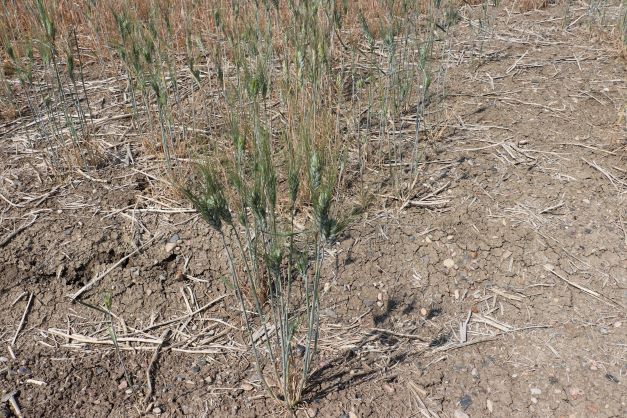 thin wheat stand due to dry conditions