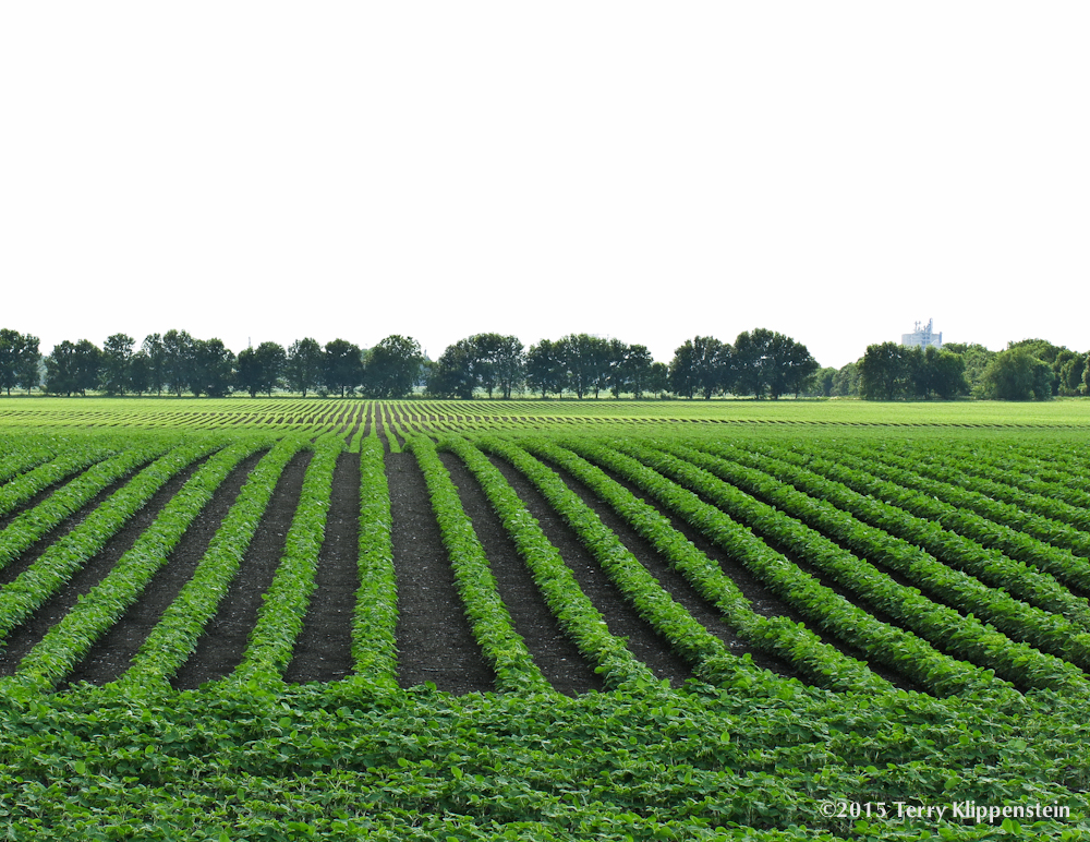 field crop developing in early June
