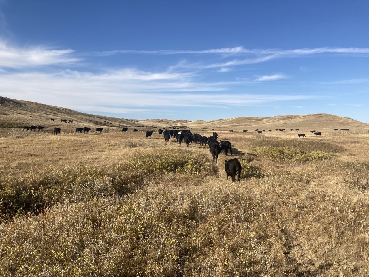 cattle in pasture