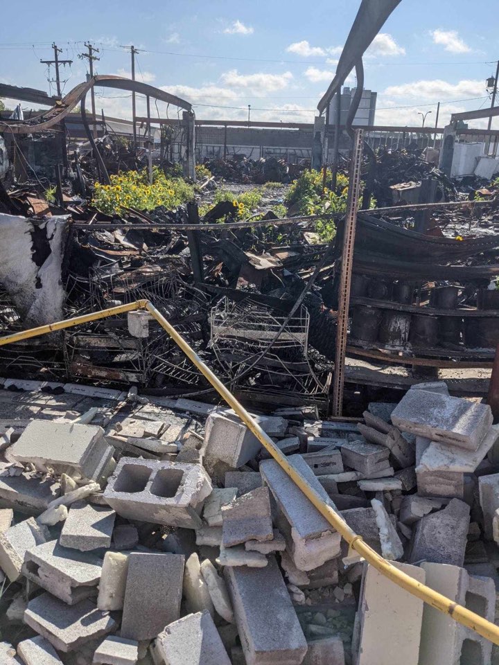Remembering when sunflowers bloomed after fire destroyed Best West Pet