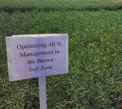 Canola field from Brown Soil Project