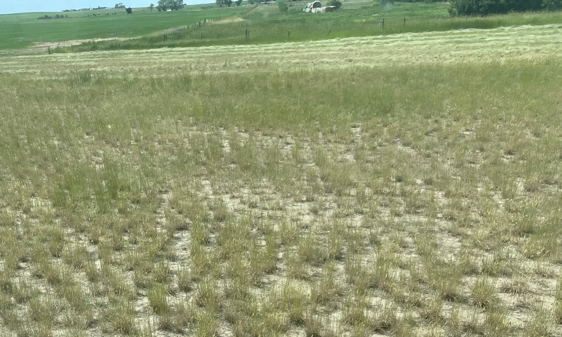 thin hay crop showing impact of drought