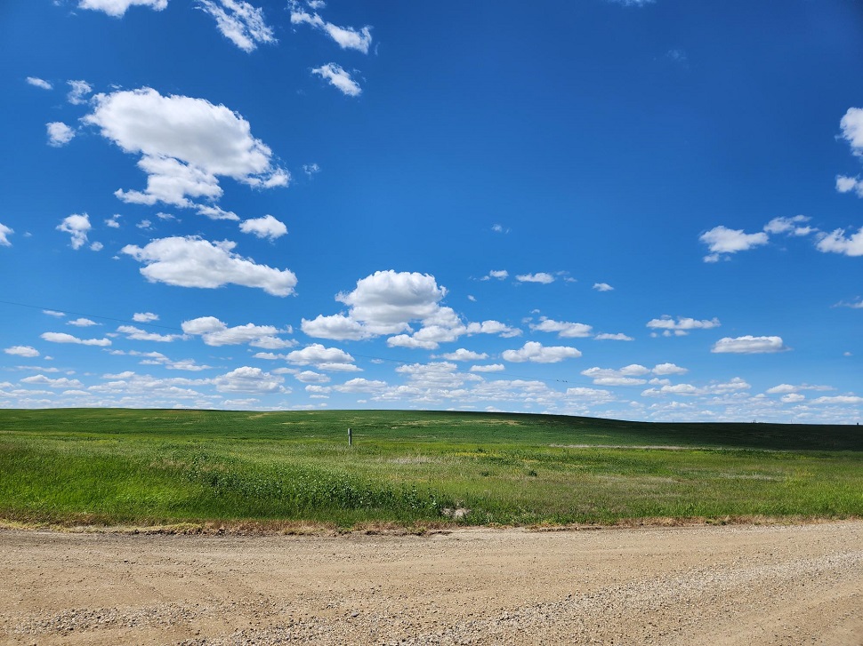 A deceptively dry crop in southwest Saskatchewan. (photo by Hayden Michaels)