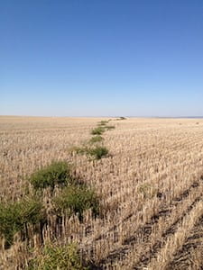 green kochia patches in a field