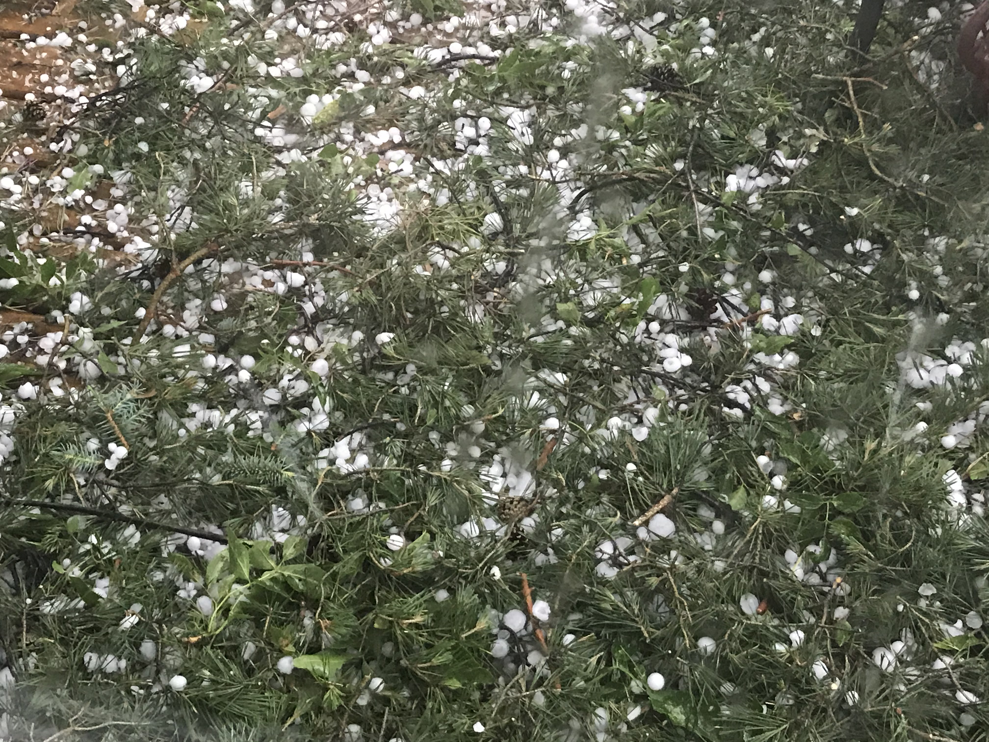hail in a field