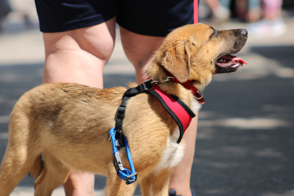 Weyburn parade showcases creative floats and heartwarming puppies portals
