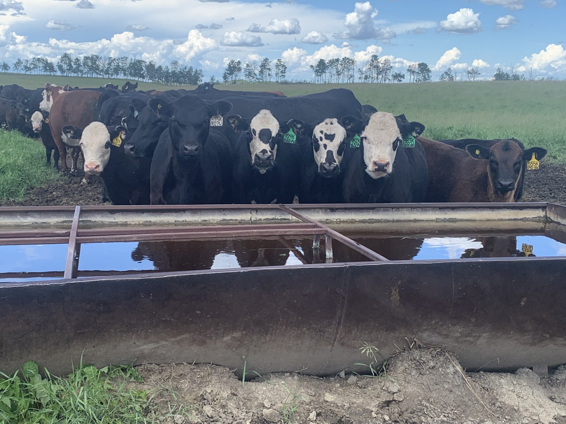 cattle standing at water trough