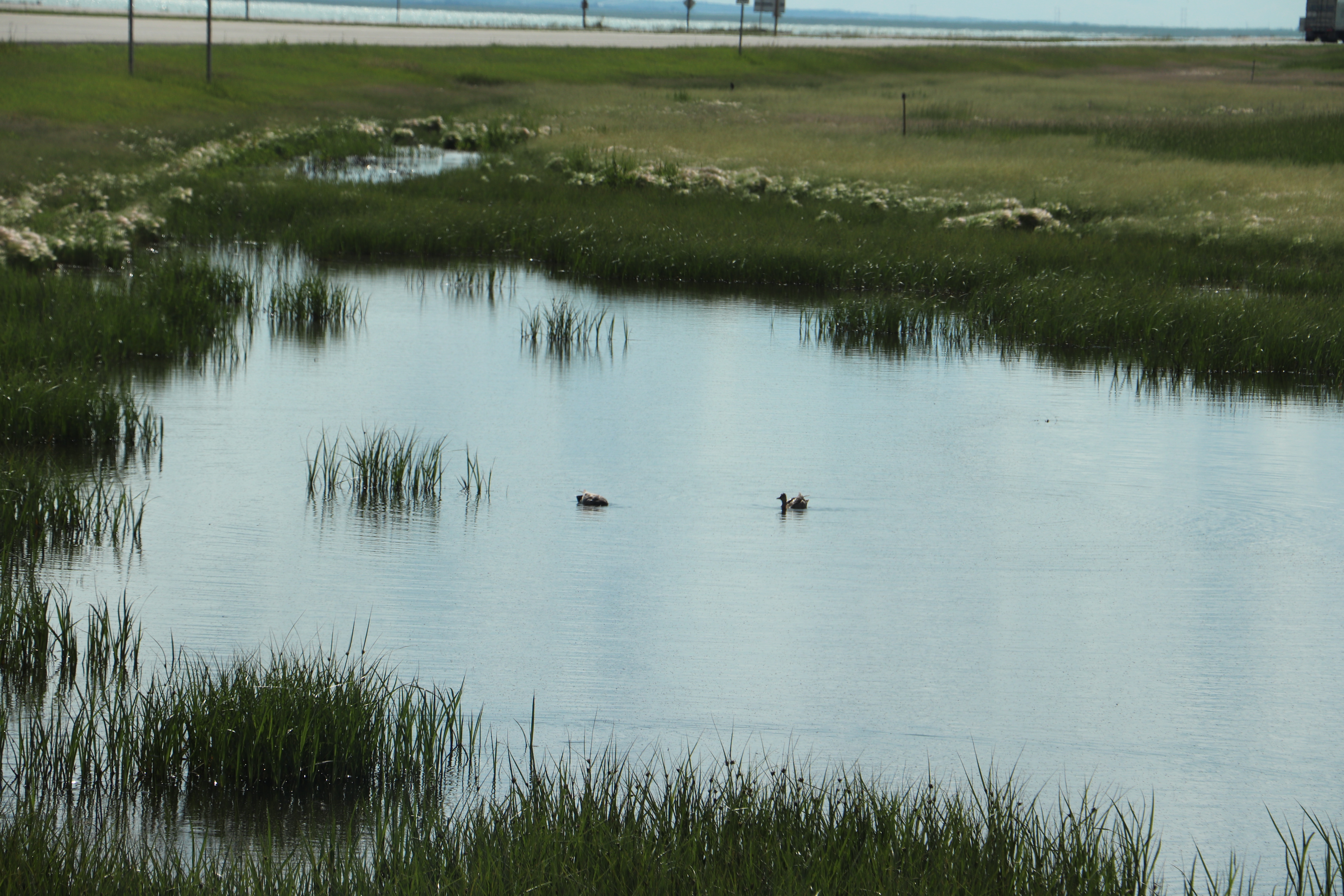 ducks on water