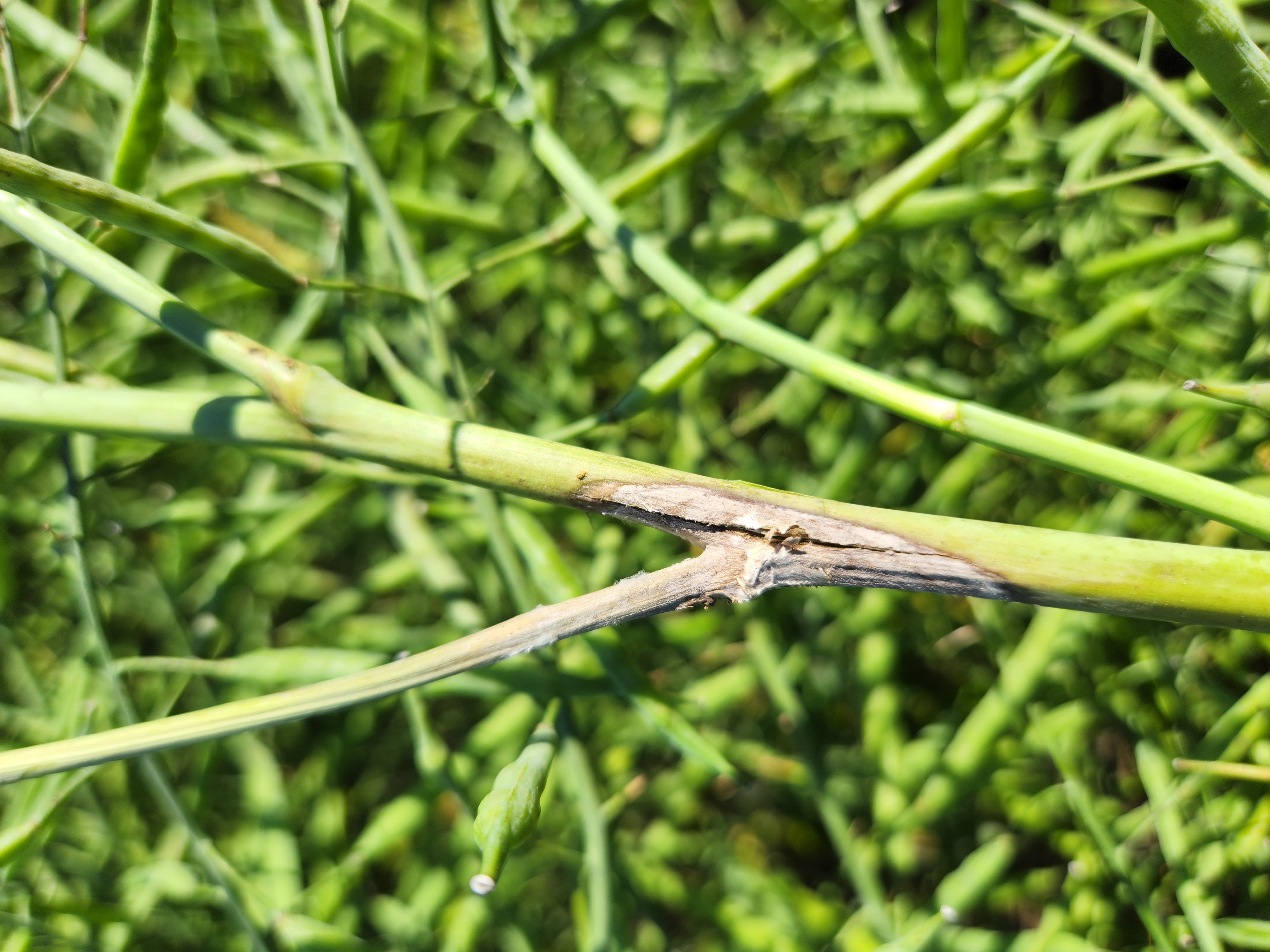 sclerotinia stem rot in canola plant