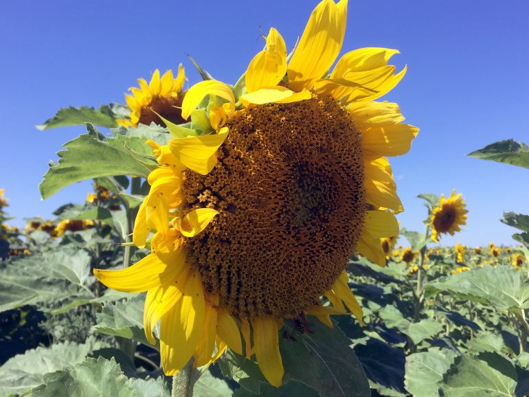 sunflower head