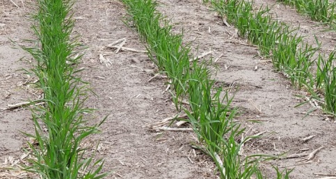 Short crop impacted by drought