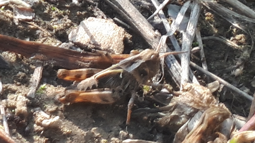 grasshopper in plant debris on the ground