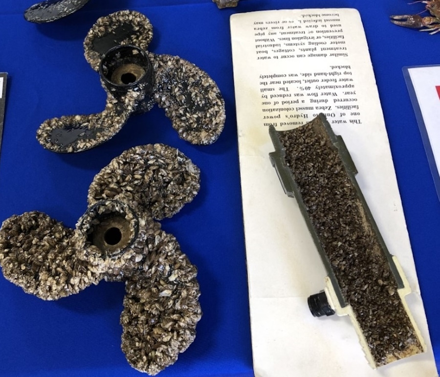 zebra mussels on propellers