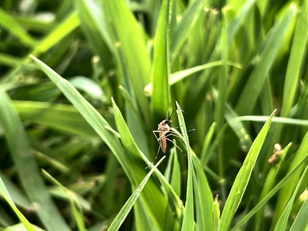 mosquito 1 - kk