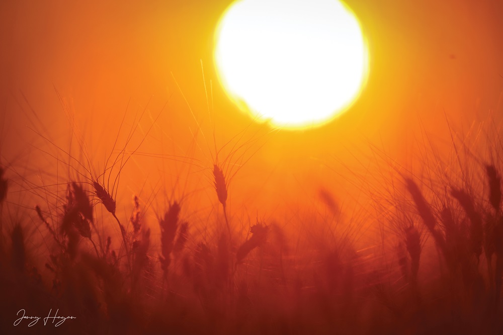 Sun over wheat