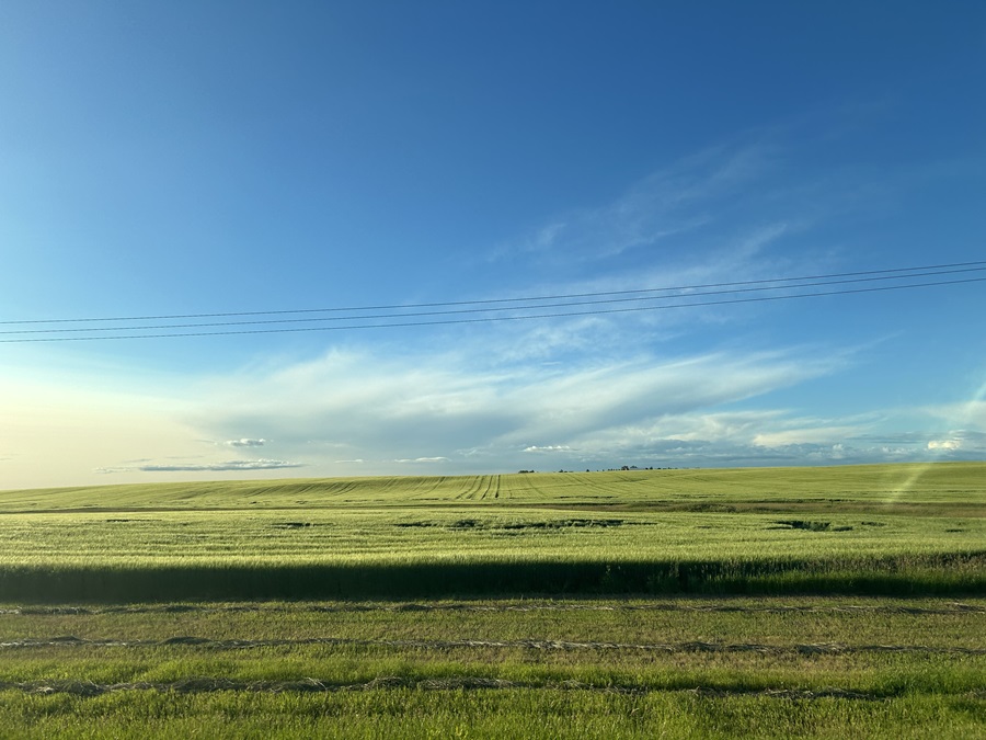 Rosetown field July 15.jpg