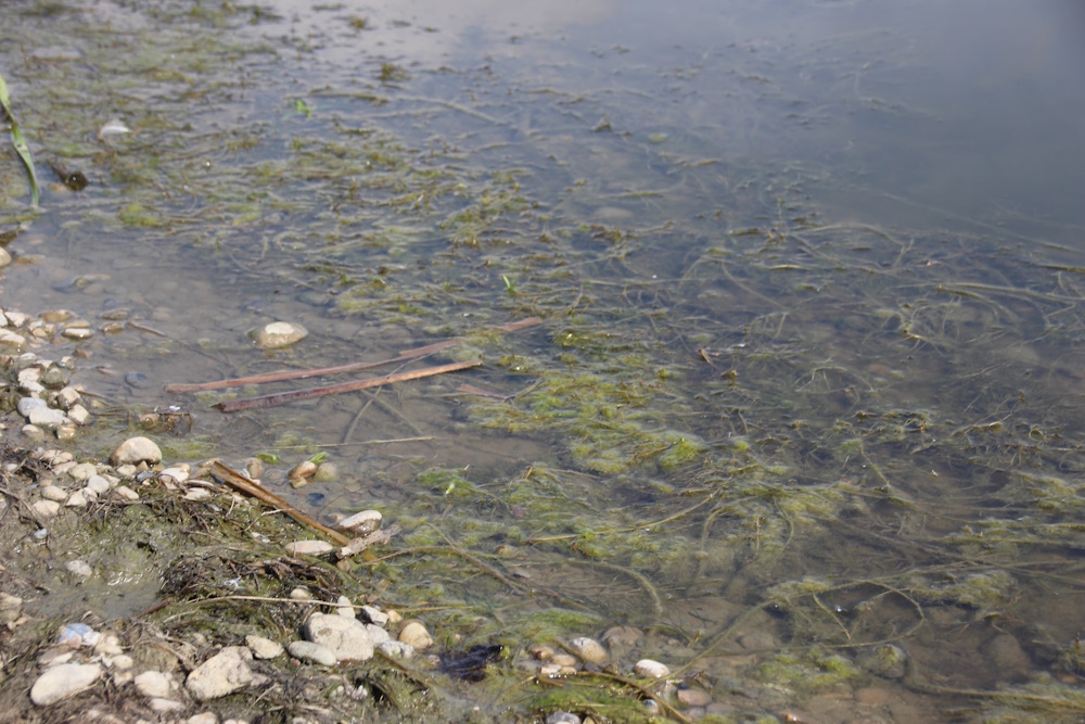 AHS has declared a health advisory for Severn Dam Reservoir.