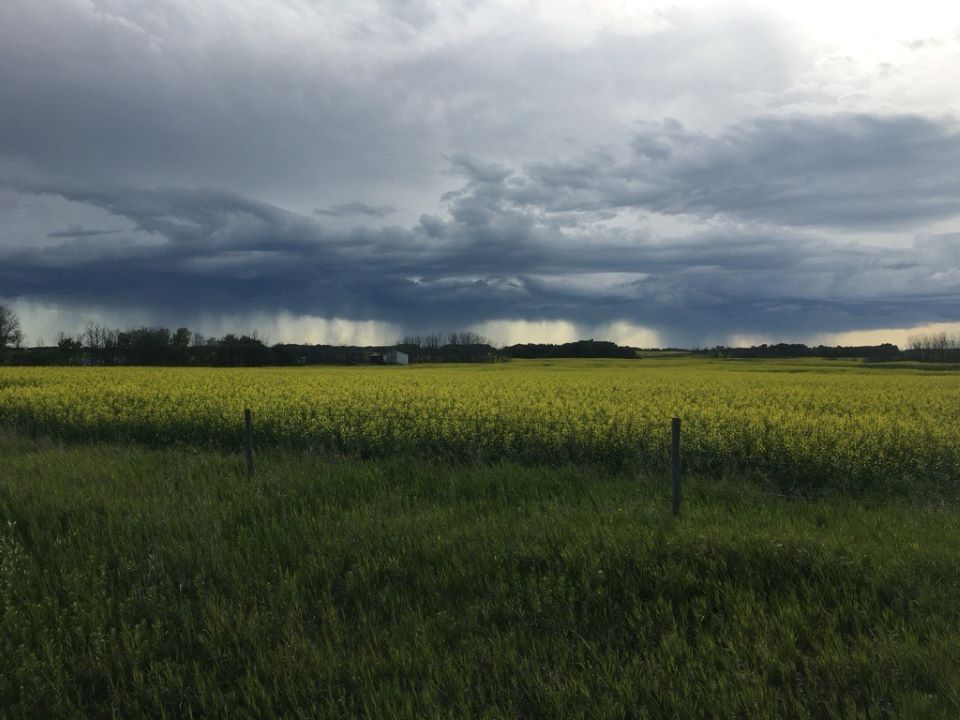 picture of canola field