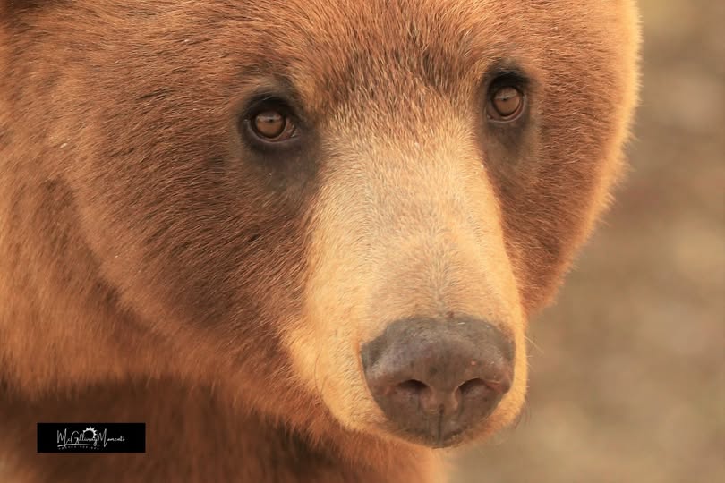 Beautiful Bear