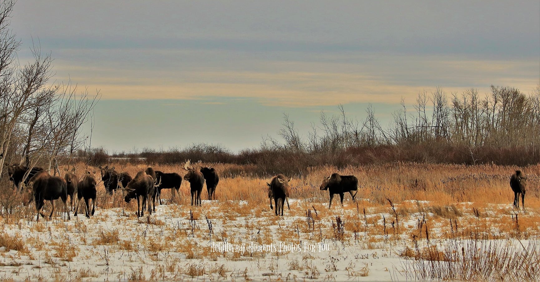Meeting of the Moose