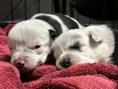 Dogs taken from property by Alberta SPCA and RCMP officers. 