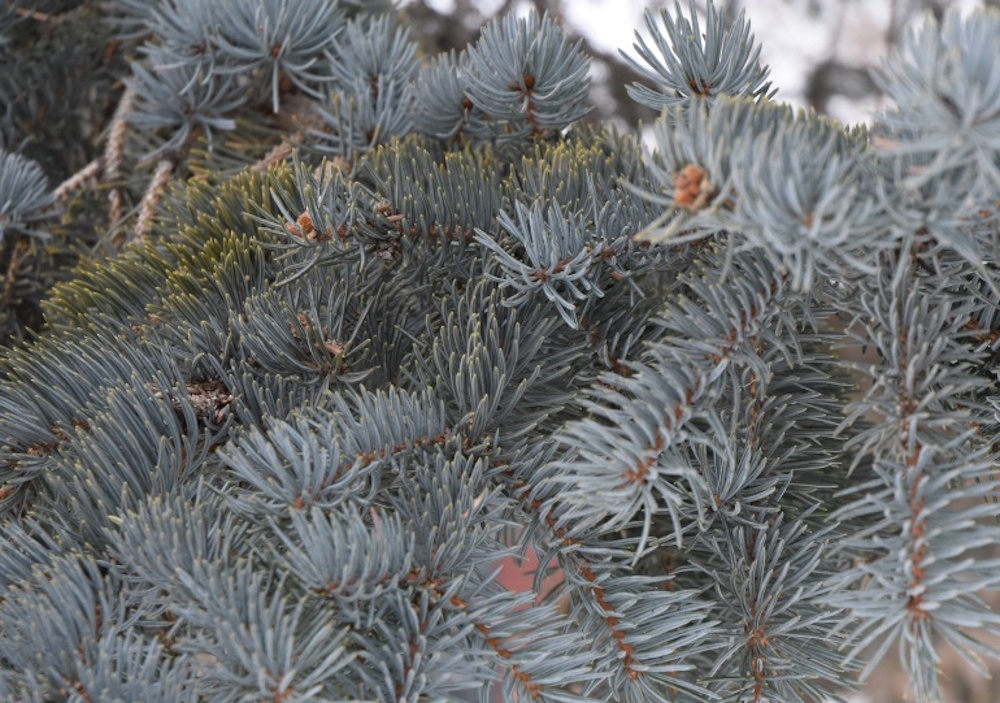 The City of Chestermere is offering a drop-off bin for Christmas trees.