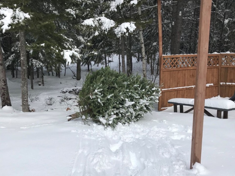 The Town of Strathmore says residents can leave their Christmas trees for the town to pickup outside their house on January 13.