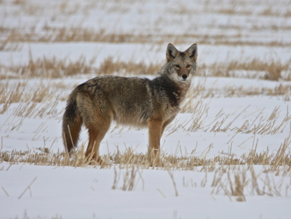 There has been multiple coyote sightings in Chestermere recently.