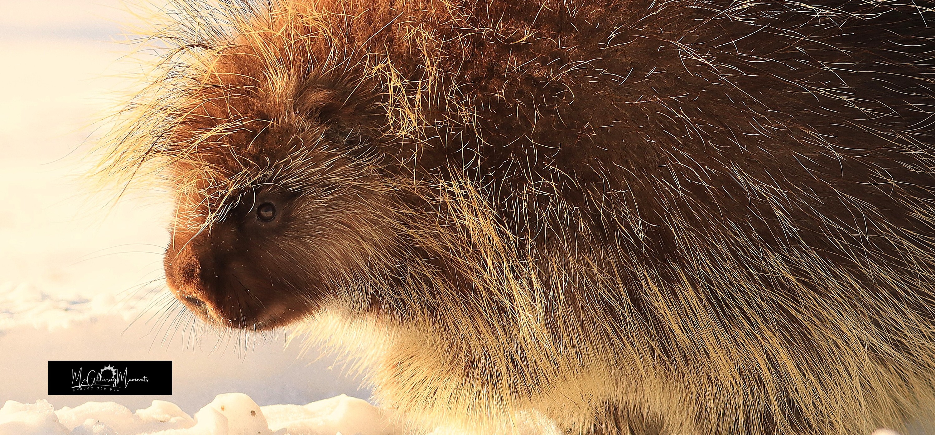 Paul the Porcupine
