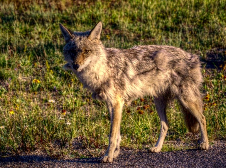 A coyote.