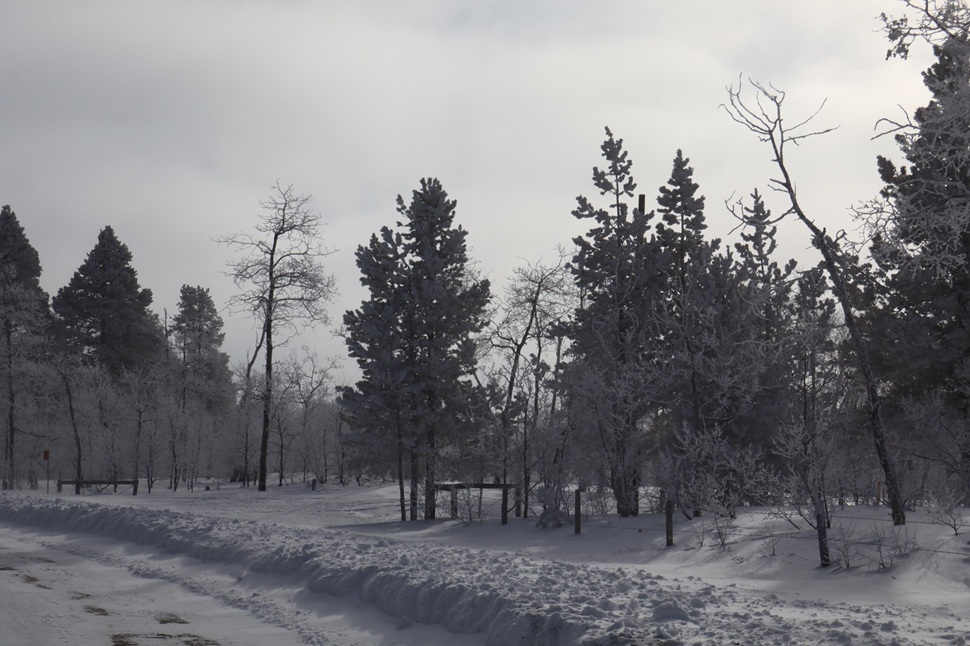 Frozen trees in Cypress Hills Interprovincial Park. (photo by Hayden Michaels)