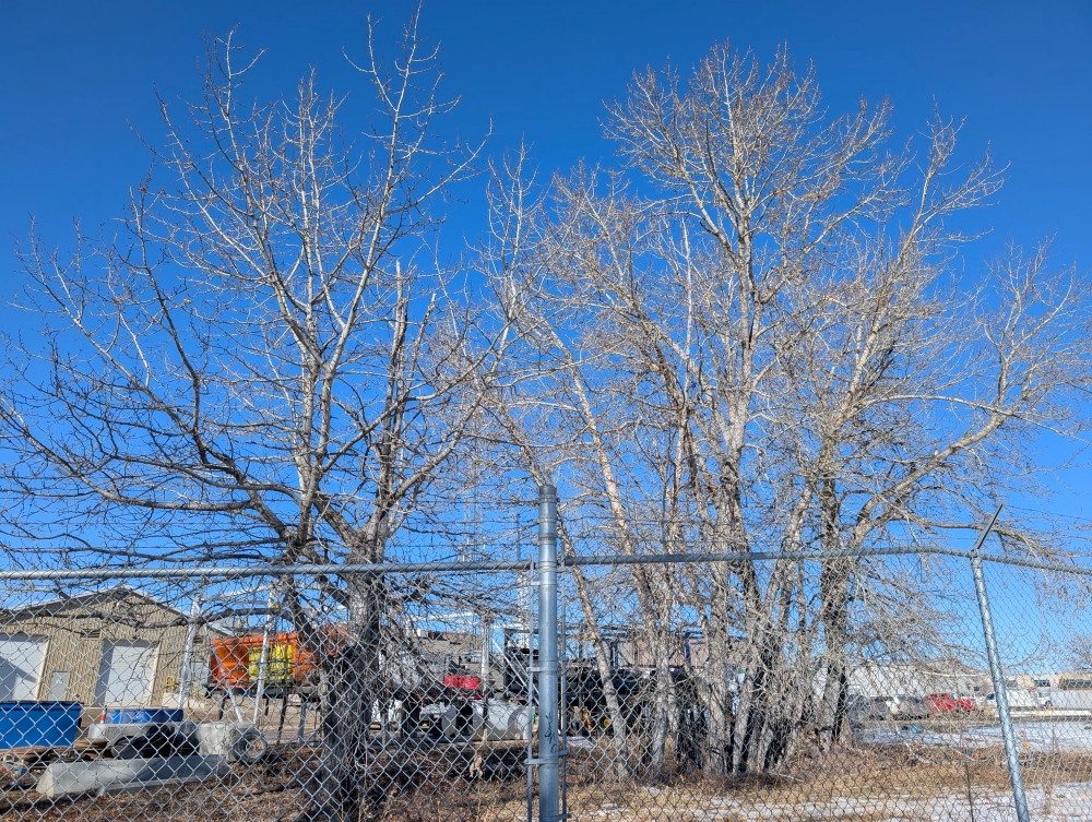 Trees at the eco centre