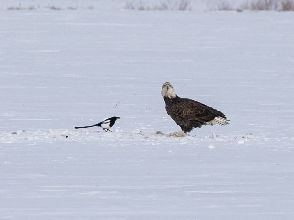 A bald eagle and a magpie sharing a meal.