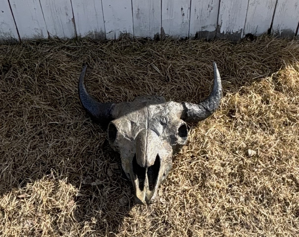 The missing buffalo skull was found in a back alley in the Westridge area, after seemingly having been returned. Photo courtesy of Trevor Enns.