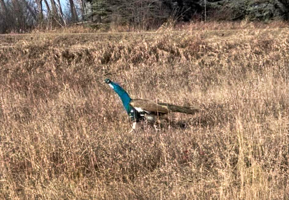 A picture of Richard the peacock taken by Hayley.