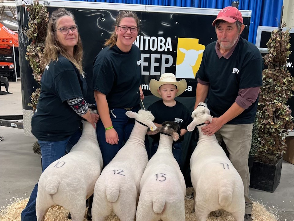 Two women and a man holding 4 sheep for inspection at a sheep show