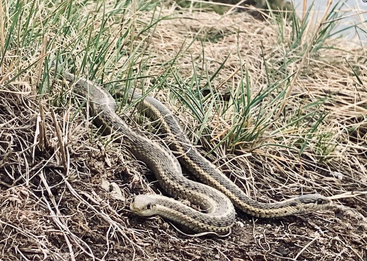 Garter snakes_Cochrane_Tara Mcadden
