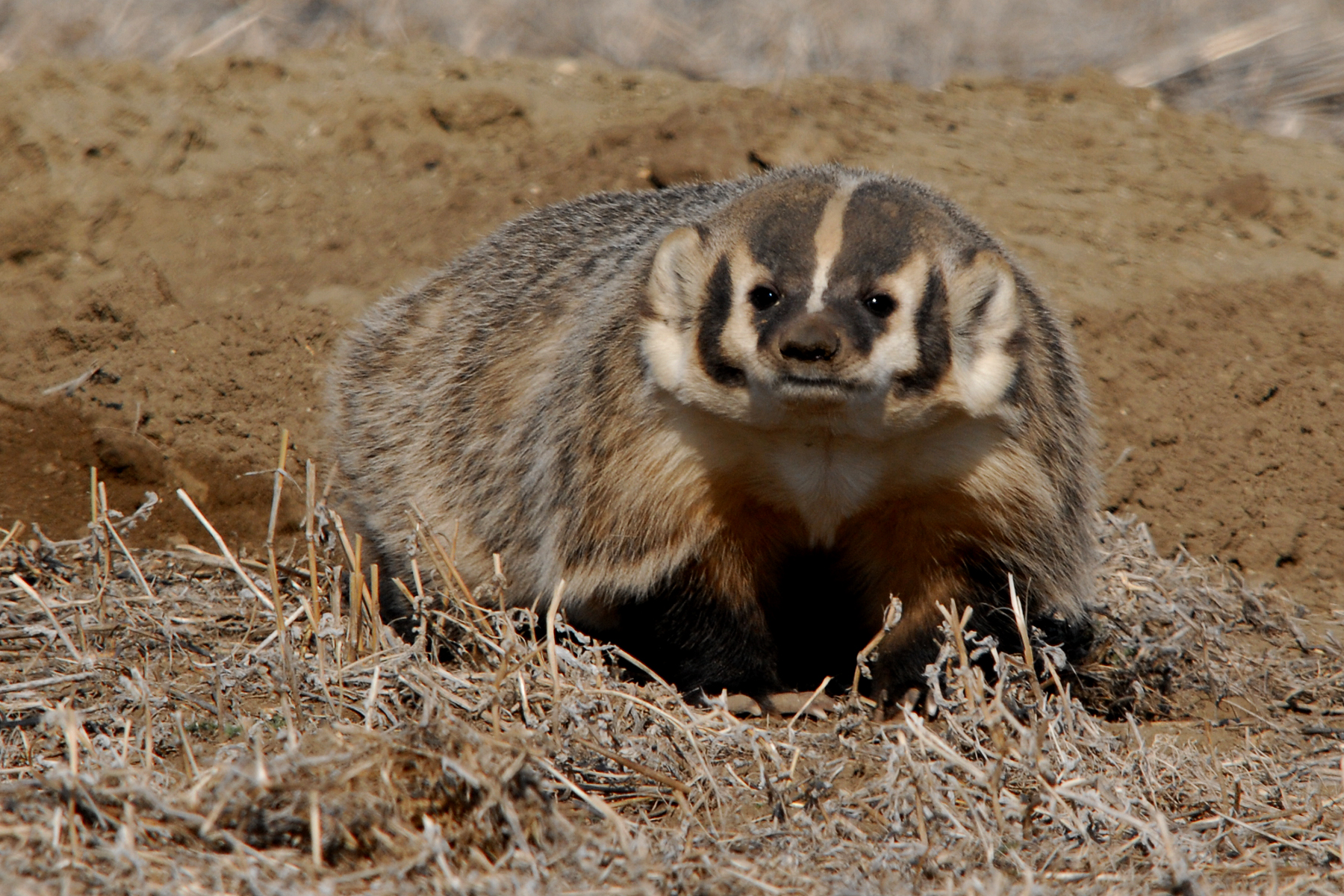 badger -Randy McCulloch