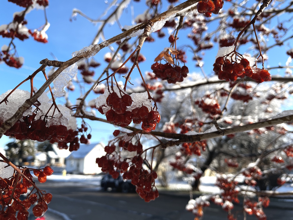 snow berries