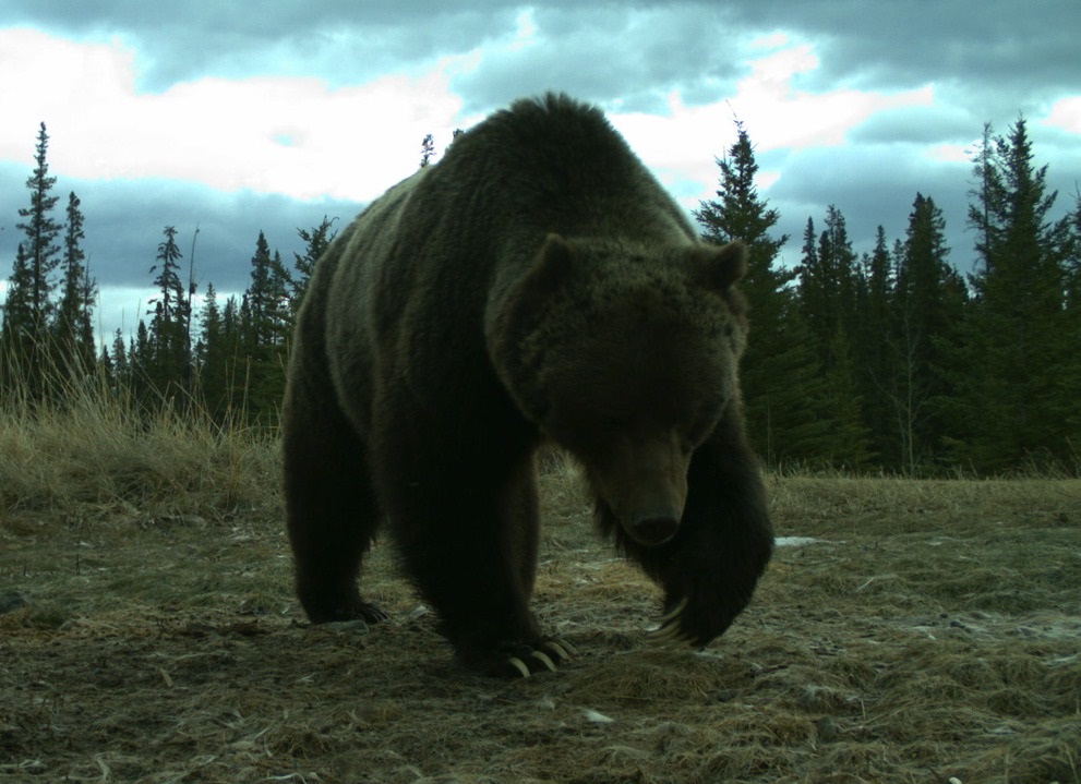 The Boss aka Grizzly 122 is out of hibernation. He was spotted on a trail camera by Banff National Park employees. Parks Canada/Facebook