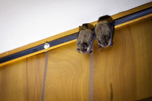 Bats