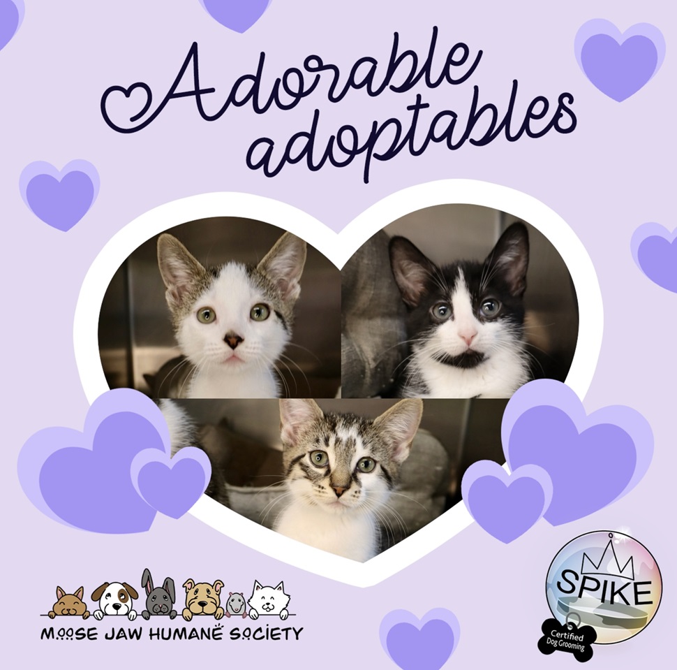Eniee, Miney, and Moe