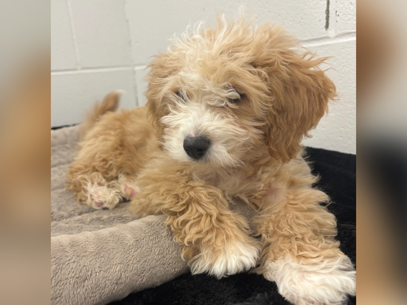 A dog at the humane society.