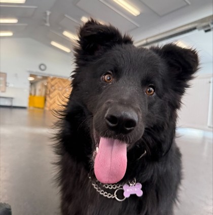 Soda pop dog cochrane humane society